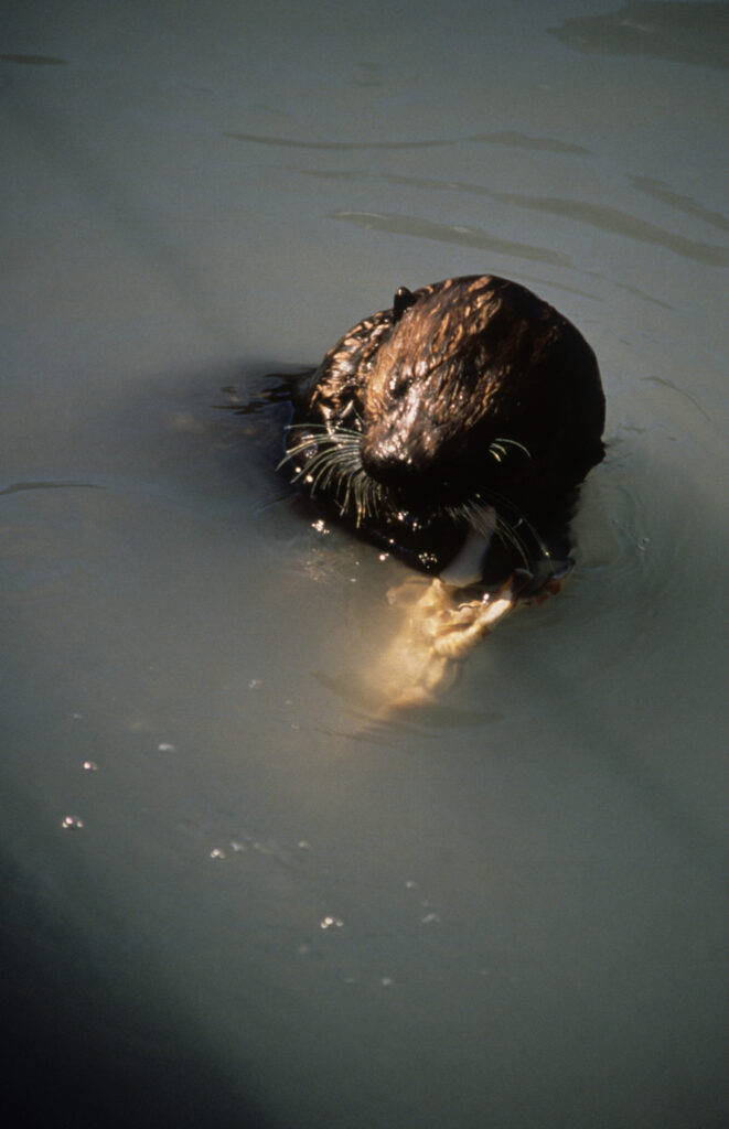 Exxon Valdez Oil Spill CounterSpill