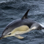 Marine Mammals Of The Jersey Shore