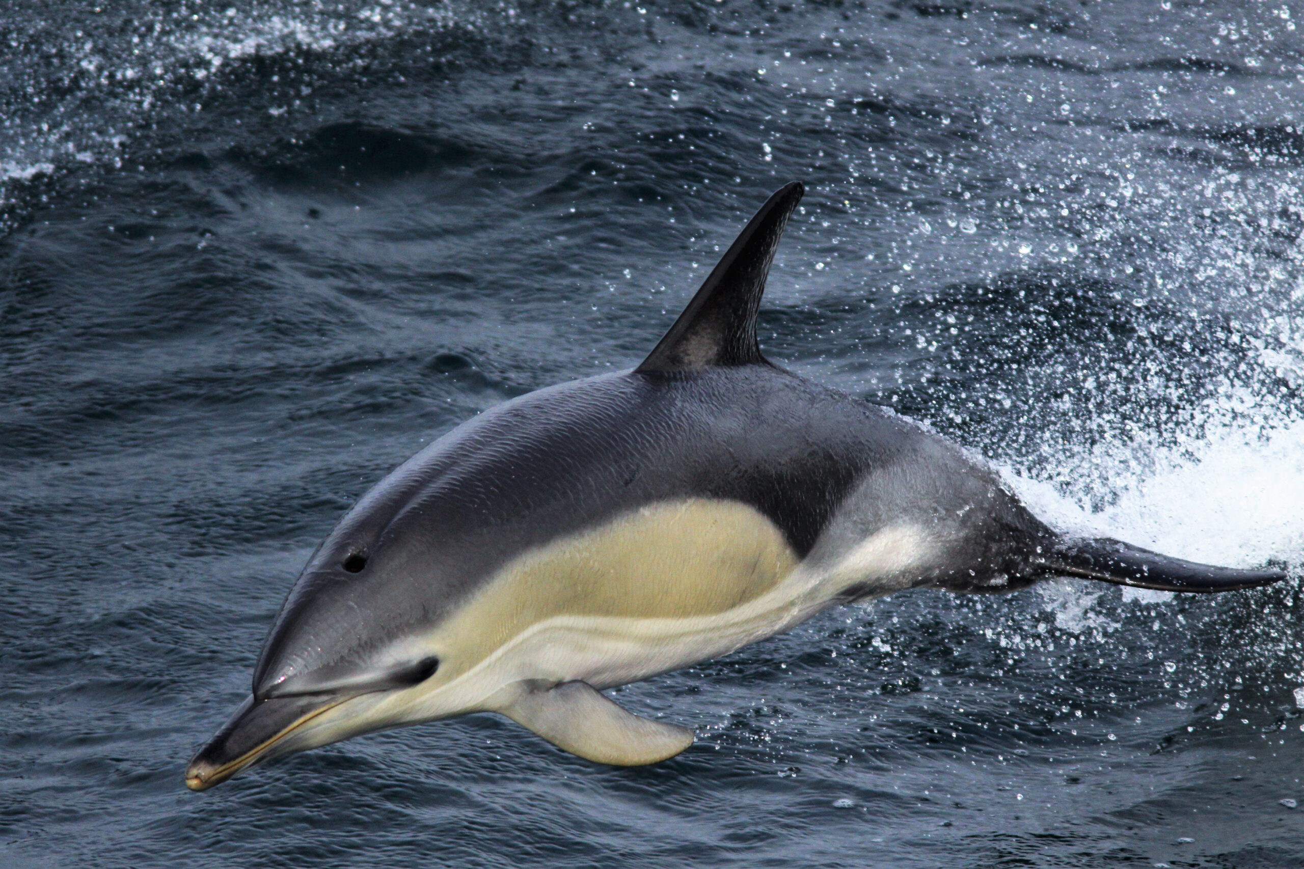 Marine Mammals Of The Jersey Shore