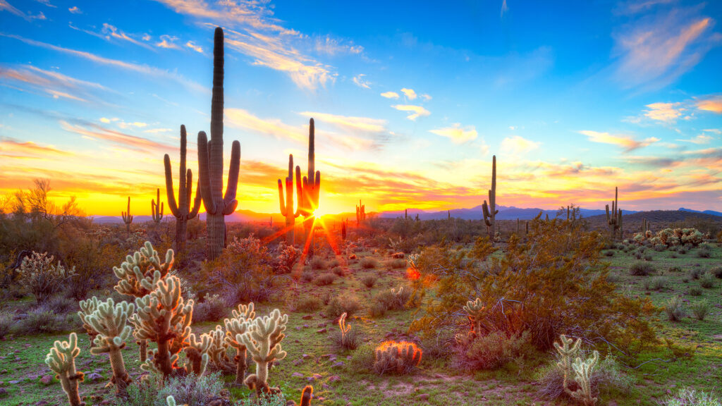 Sonoran desert cactus Consumer Energy Alliance