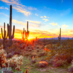 Sonoran desert cactus Consumer Energy Alliance